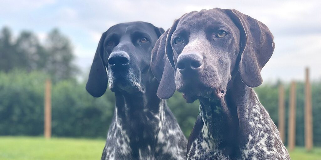 Familjen med hund fick snabb hjälp med sitt fuktskadade laminatgolv